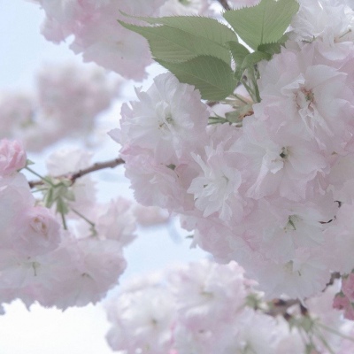 天山FurryQQ群介绍